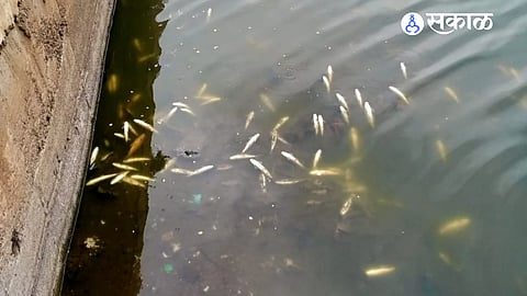 Dead fish raise fresh concerns over Indrayani pollution