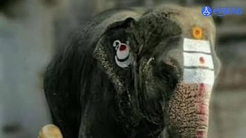 Sangli Ganpati Sansthan to Bring New Elephant From Assam After Bablu Death to Continue the Historic Religious Tradition