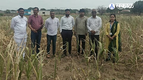 Farmers in Mohol taluka face a severe drought-like situation as rainfall remains inadequate, affecting crops, water availability, fodder and dairy production.