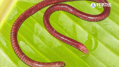 New caecilian species named after Chandgadi dialect