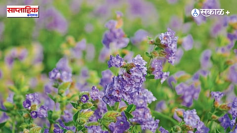 Panhala Fort Plateau Flowers