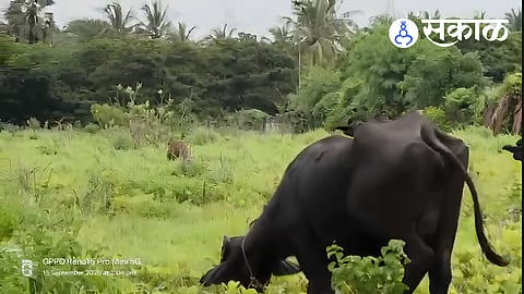 Wildlife Conflict: Leopard Sighting in Tarapur-Chinchani