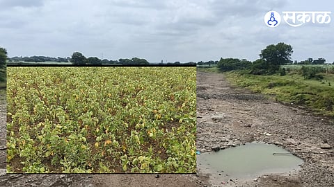 Kharif Crops Devastated in Nilanga Taluka Amid Scanty Rainfall