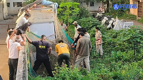 Karad Leopard Rescue Operation Five Month Old Leopard Trapped Near Apartments Safely Rescued By Forest Officials