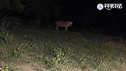AI-Generated Tiger Rumor Stirs Panic in Kondhapuri