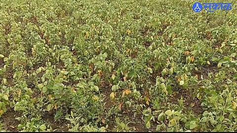 Nilanga Soybean Crop Crisis Farmers Report 100 Percent Loss Due To Rainfall Deficit Agriculture Department Shows 70 Percent