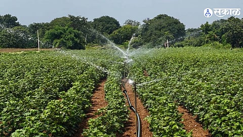 Kannad Kharif Crop Crisis Prolonged Rain Break Dries Maize Soybean And Cotton As Farmers Wait For Heavy Rain