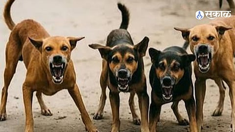 Pune Crime News Two Sisters Assaulted In Wagholi After Argument Over Dog Barking Police Register Case