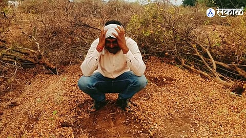 Paithan Farmer Ploughs Two Acre Pomegranate Orchard After Borewell Dries Up And Trees Begin To Wither