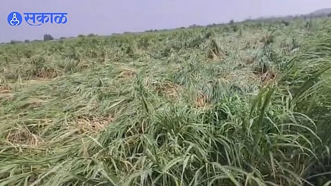 Bhoom Farmer Struggles With Drought Then Storm Winds Flatten Five Acres Of Sugarcane Causing Major Crop Damage