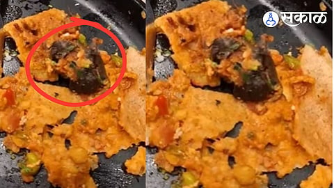 Dead Rat Found in Masala Dosa