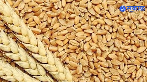 Wheat Green Revolution and Indian Agriculture Understanding High Yield Crops Irrigation Technology and Food Security