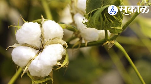 Akot Cotton Crop