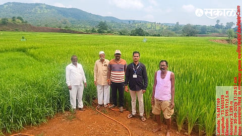 Maharashtra Drought Crop Panchnama