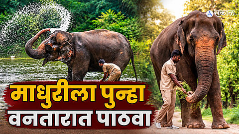 Madhuri the elephant, whose rehabilitation at Vantara is being sought again by PETA India through the Supreme Court