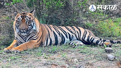 Maharashtra Tiger Census