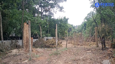 Kothrud Road, 467 Trees, Pune Municipal Corporation