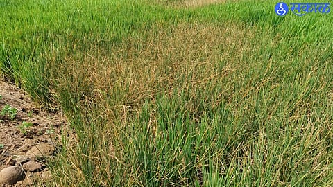 Rice crops in Mulshi are drying due to prolonged rainfall shortage, leaving farmers dependent on return showers.