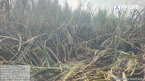 Crop destroyed due to MSEDCL negligence; Farmers demand compensation.
