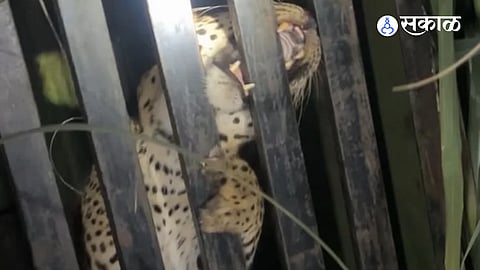 Second female leopard trapped in Rahu; Great panic in the area as leopard gets caught for two consecutive days