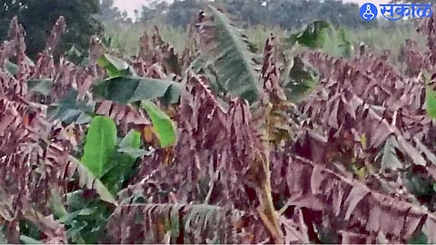 Dry wells and inadequate rainfall have affected irrigated banana crops in Mukhed taluka.