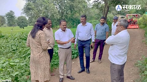 Rice crop hub in danger; Majority of paddy fields in Rajgad taluka dry due to lack of rain