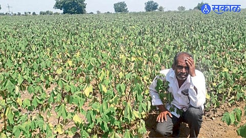 Drought conditions and rainfall shortage have severely affected cotton crops in rainfed areas of Jafrabad taluka.