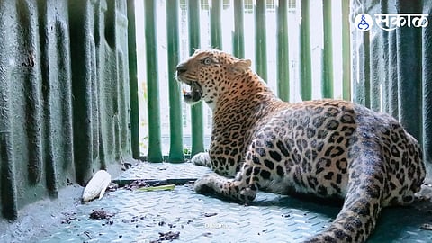 Leopard Female Trapped in Ranjani After Ten Days Farmers Relieved as Forest Department Captures the Leopard