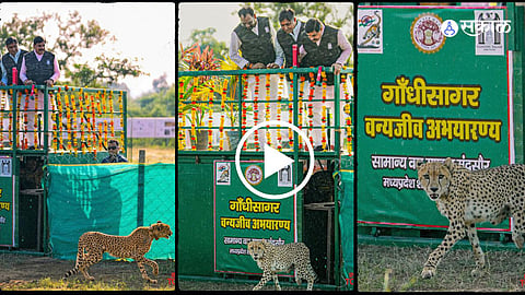 Nauradehi Tiger Reserve to Become Third Cheetah Home After Kuno and Gandhi Sagar With Tigers and Cheetahs Together