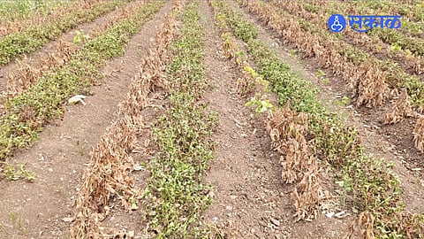 Maharashtra Drought News Karad Koregaon Farmers Demand Drought Status After Severe Dry Spell Damages Kharif Crops