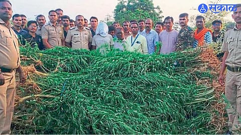 Police seize 848 cannabis plants from a three-acre farm in Kumbhari village of Yavatmal district.