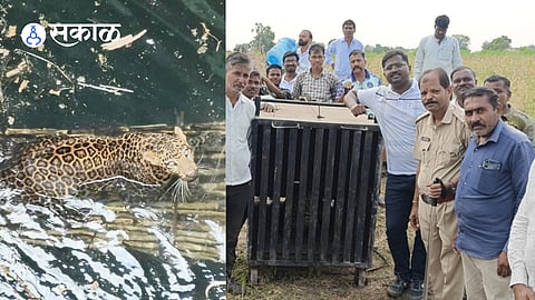 Successful Rescue of Leopard Fallen into Well in Kannad Taluka | Chhatrapati Sambhajinagar News