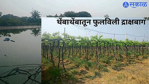 Sunita Biranje Uses Farm Pond and Micro-Irrigation to Sustain Her Grape Orchard in Dharashiv