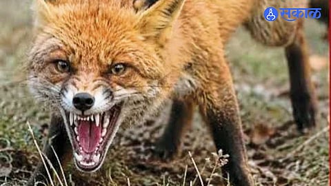 Maharashtra Wildlife News Multiple Fox Attacks in Masur Leave Residents Worried Forest Department Urged to Take Action