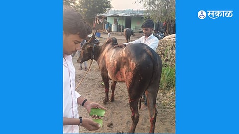 Kunjkheda Fire Destroys Cattle Shed Bike and Farm Equipment Causing Estimated Loss of 50 Lakh Rupees and Injuring Three Bulls