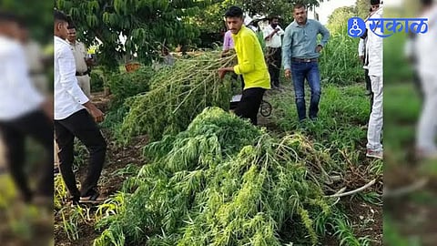 Maharashtra Crime News Cannabis Worth One Crore Found Growing in Sugarcane Field Two Accused Booked by Police