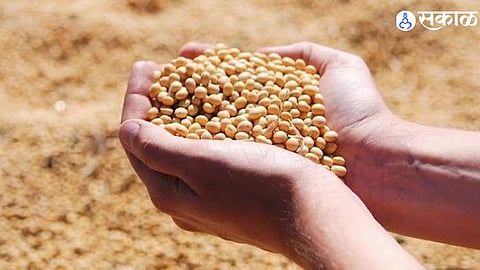 Soybean Market Update Prices Cross 6500 Rupees Due to Low Rainfall Reduced Production and Declining Arrivals in Markets