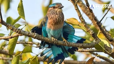 Neelkanth Bird