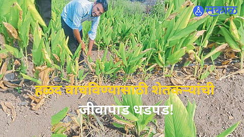 Sengaon Farmers Struggle to Save Turmeric Crops Amid Water Shortage
