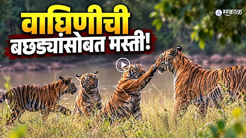 A tigress enjoys playful moments with her cubs in the Karwa forest of Tadoba-Andhari Tiger Reserve in Chandrapur, Maharashtra. Wildlife photographer Jatin Patel captures the heartwarming scene during a jungle safari