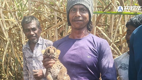 Karmala Leopard News Three Cubs Spotted in Sugarcane Field at Veet Village One Taken Into Forest Department Custody