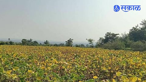 Pune District Drought Assessment Update Crop Damage Surveys Reach 85 Percent Completion Across Eight Talukas Including Baramati