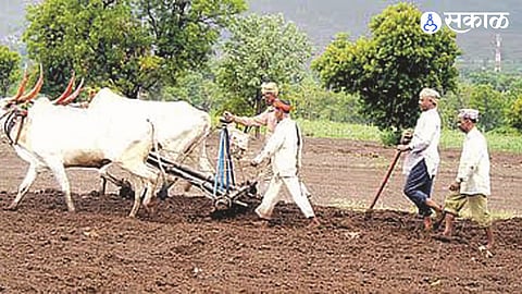 Solapur Agriculture News Rabi Sowing Covers Only 14000 Hectares Amid Delayed Sowing and Concerns Among Farmers