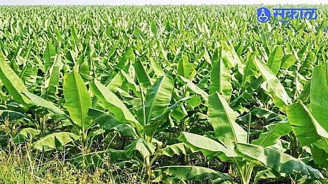 El Nino Impact on Tamil Nadu Agriculture as Poor Monsoon Rains Stop Tamirabharani River Irrigation for Thoothukudi Banana Farms