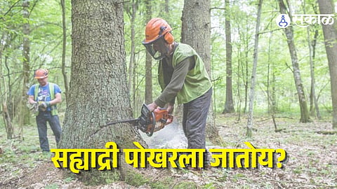 Trees Cutting For Government Project