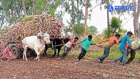 Sugarcane Transport Raises Animal Welfare Concerns as Bullocks Carry Three Times Their Capacity and Face Whip Beatings on Uphill Roads