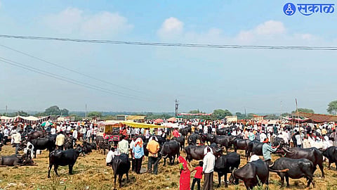Farmers bring livestock to Jamb Budruk weekly market as drought and fodder shortages push cattle prices down.