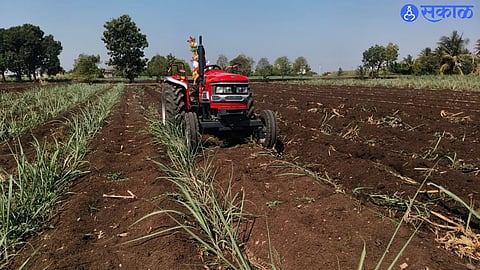 A farmer in Siddhapur, Solapur district, ploughs two acres of sugarcane due to irrigation water shortage.