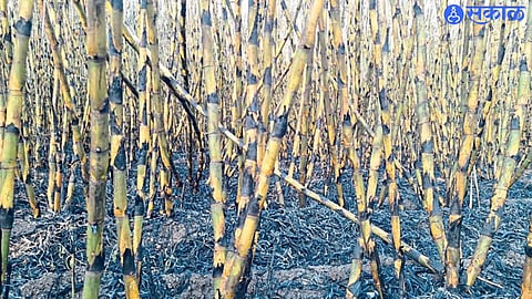 A short circuit sparked a fire that damaged sugarcane crops in Pathra village in Parbhani district.
