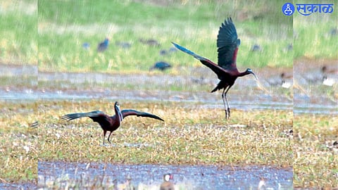 Dry rivers and ponds in Selu may affect the arrival of migratory birds this winter.